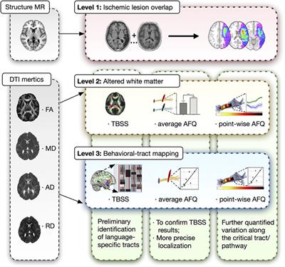 Multifunctional Roles of the Ventral Stream in Language Models: Advanced Segmental Quantification in Post-Stroke Aphasic Patients